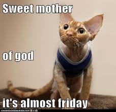 Lolcats Friday Lol At Funny Cat Memes Funny Cat Pictures With Words On Them Lol Cat Memes Funny Cats Funny Cat Pictures With Words On