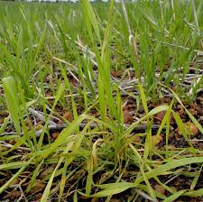 What are the benefits of manganese? Diagnosing Manganese Deficiency In Wheat Agriculture And Food