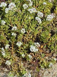 Image result for Corrigiola