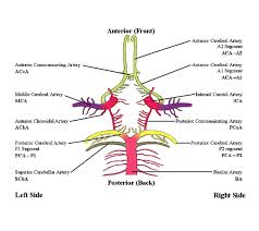 Circle of willis schematic representation of the circle of willis, arteries of the brain and brain stem. 9 Circle Of Willis Ideas Circle Of Willis Circle Vertebral Artery