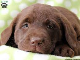 Lancaster puppies advertises puppies for sale in pa, as well as ohio, indiana, new york and other states. Ship From Gfp Shipping Puppies Greenfield Puppies Puppies Labrador Retriever Puppies Chocolate Lab Puppies