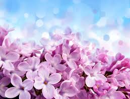 See more ideas about flower backgrounds, flower background design, flower wallpaper. Hd Wallpaper Pink Flowers Glare Background Blue Beautiful Purple Pale Red Violet Flowers Wallpaper Flare