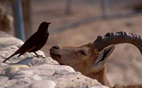 Image result for ibex