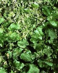 Image result for Didymoglossum erosum