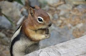 Maybe you would like to learn more about one of these? What Do Chipmunks Eat