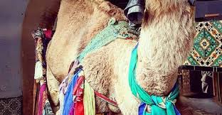 أسطورة بئر ر وطة وحكاية الجمل المعصوب العينين بالقيروان ميديا بلوس تونس