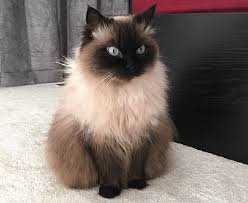 Neutered, dewormed, microchip, shots up to date. 24 Types Of Ragdoll Cat Colors Patterns With Pictures Excited Cats