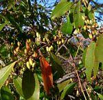 Image result for Gymnosporia pubescens