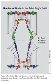 Dental Checkup Charting Oral Pathology In The Dog Vetfolio