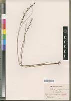 Image result for Scleria pergracilis