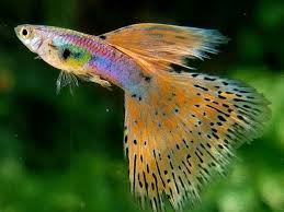 We did not find results for: Cara Mudah Budidaya Ikan Guppy Bagi Pemula Pak Tani Digital