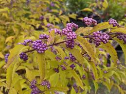 Image result for Callicarpa