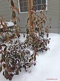 Photinia hedges can have an informal appearance, which is typically more natural, open, flowering and more attractive, but they can also make a tidy, dense, compact formal hedge with little to no flowering. Red Tip Photinia Is One Of My Favorite Evergreens Garden Sanity By Pet Scribbles