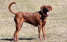 Puppies are loads of fun, but they require a. Coonhound Wikipedia