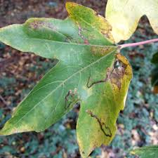Image result for Stigmella aceris