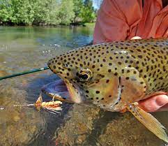 Hat Creek Northern California Guide Service