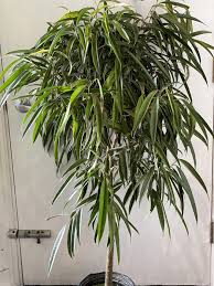 10 Pot 4 5 Requires Bright Indirect Light No Direct Sunlight Allow The Top Inch Of The Soil To Dry Out Completely Before Waterin Plants Plant Therapy Ficus