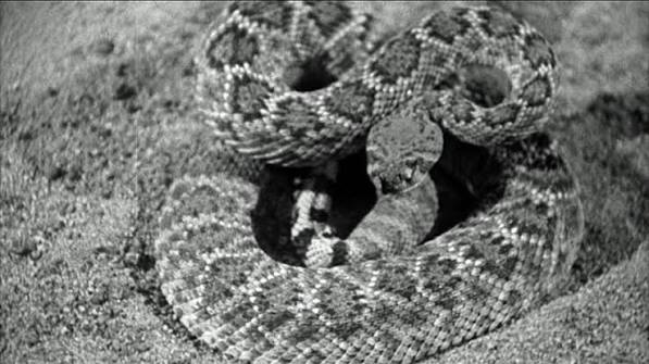 The Sadist (1963)