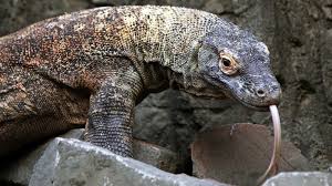 The main difference between monitor lizards and komodo dragon is that komodo dragons are a type of monitor lizards, they are the deadliest monitor lizards. Genome Study Reveals Clues To Komodo Dragon S Unique Abilities The New York Times