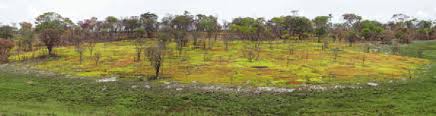 Image result for Cryptosepalum maraviense