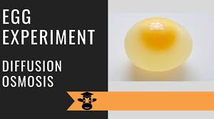 Answer the following on a separate sheet of paper. Egg Experiment Demonstrates Osmosis And Diffusion Youtube