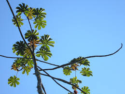 Image result for Cecropia pachystachya