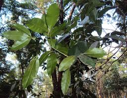 Image result for Vepris bremekampii