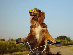 Image result for a dog on a bike