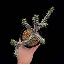 Image result for Euphorbia corniculata