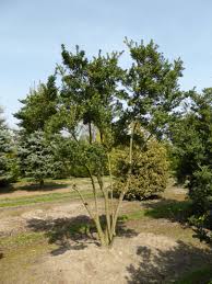 Image result for Hippocratea crenata