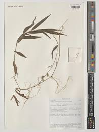 Image result for Poecilostachys oplismenoides