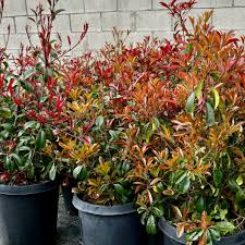 Image result for Photinia serrulata