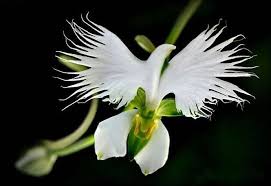 The Beautiful Dove Orchid Habenaria Radiata Is A Species Of Orchid Found In China Japan Korea And Russia It I Strange Flowers Unusual Flowers Rare Flowers