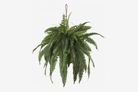 Maybe you would like to learn more about one of these? 33 Best Artificial Plants 2021 The Strategist