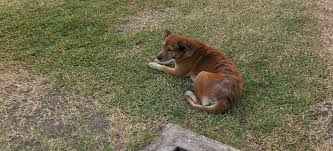 Animal shelters in the local area namely by the society for. Petfinder My Adoption Prediction Kaggle