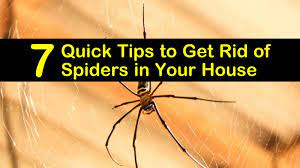 Spiders end up indoors when looking for other insects or dark places to hide. 7 Quick Tips To Get Rid Of Spiders In Your House