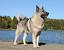 Norwegian Dog Breeds