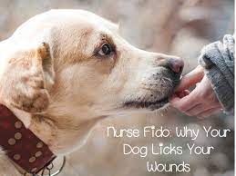 Nurse Fido Why Do Dogs Lick Our Wounds Dogvills