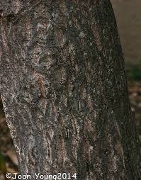 Image result for Galpinia transvaalica