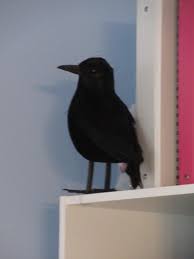 Black Crow Dollarama Halloween Decorations Indoor Holiday Decor Halloween Black Crow