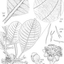 Image result for Pycnospora