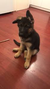 German Shepherd Black And Brown Husky Meet Raaya 2 Months Old In Age 2 Years Old In Attitude Storyful Dog Best Pinter German Shepherd Photography Black German Shepherd German Shepherd Husky Mix