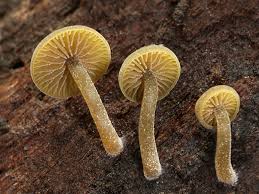 Image result for Simocybe centunculus