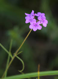 Image result for Buchnera