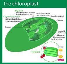 Chloroplast Definition Function And Structure Biology Dictionary Photosynthesis Biology Plant Cell