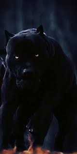 Maybe you would like to learn more about one of these? Smotra Black Pitbull Hd Mobile Wallpaper Peakpx