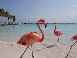 Flamingo Beach