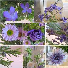 Image result for Barleria ameliae