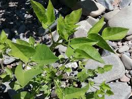 Image result for Lessertia macrostachya