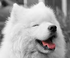 薩摩耶犬飼養導讀 才開始飼養薩摩耶的飼主呀 摸不著頭緒嗎 本篇小編整理了飼養薩摩耶的相關建議 有飼養薩摩耶食物的建議 還有如何給薩摩耶給洗澡的建議 和給薩摩耶訓練的建議喔 都是飼養薩摩耶一定會遇到的問題 以供飼主參考 Samoyed Dogs Samoyed Puppy